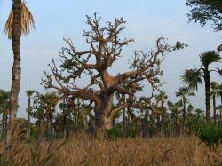 Baobab