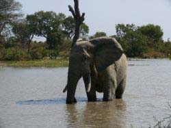tourisme burkina voyage elephant